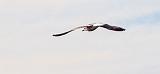 Gull In Flight_DSCF4693